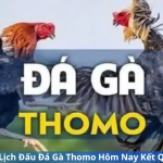 Cập Nhật Lịch Đấu Đá Gà Thomo Hôm Nay Kết Quả Và Kèo